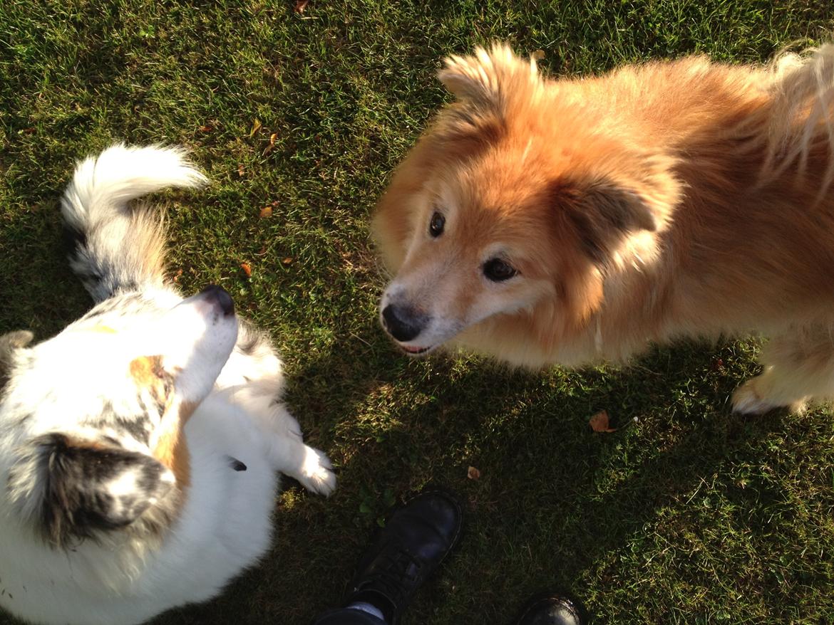 Islandsk fårehund Flóki - Tukki og Smokey. Tukki er 15 og smokey 2.  billede 2