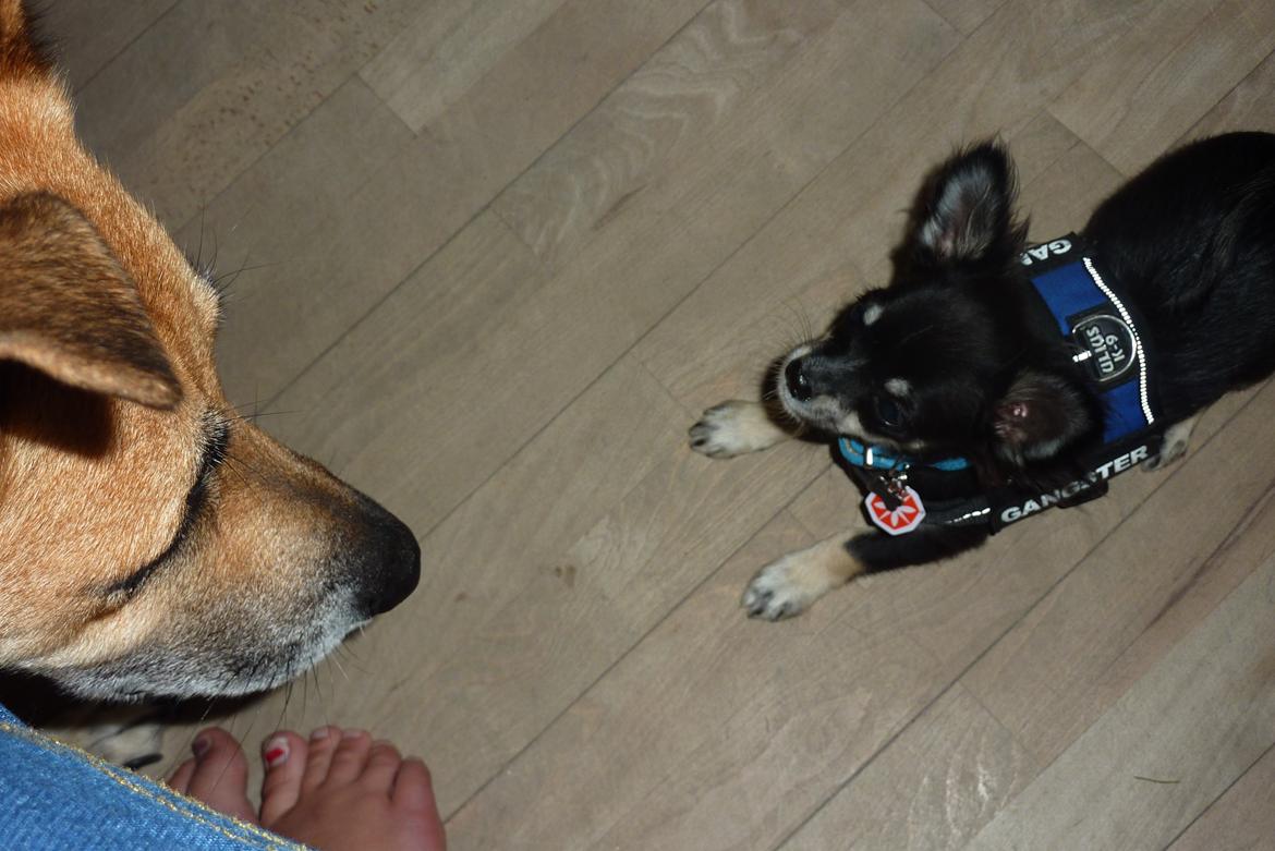Chihuahua Tyson - Mig som leger med Cille.
Vi legede så godt sammen, jeg løb altid fra Cille - Og så kunne jeg jo gemme mig steder, som hun ikke kunne♥ billede 3