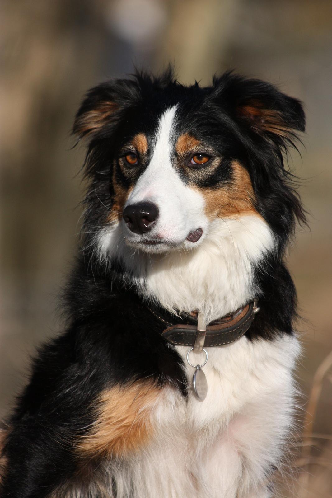 Border collie Fay *13.12.2008 - 4.12.2018* - Fay i et roligt øjeblik billede 1