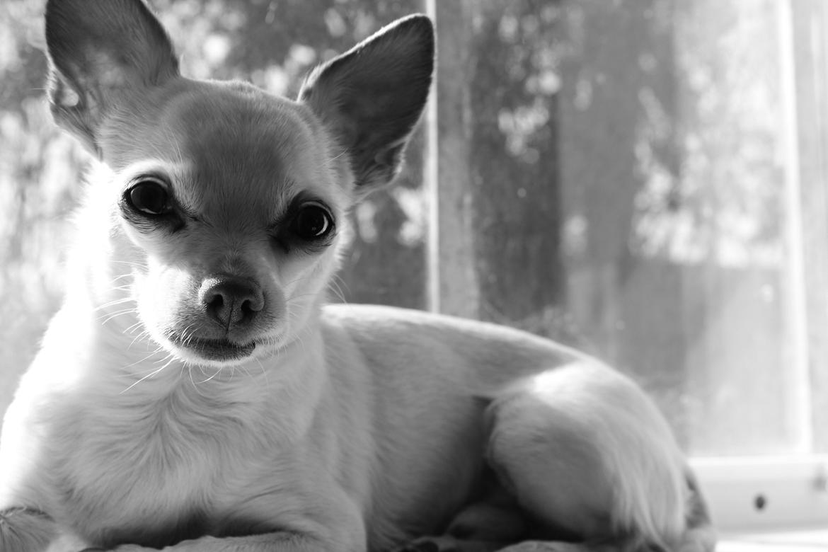 Chihuahua Gizmo billede 2