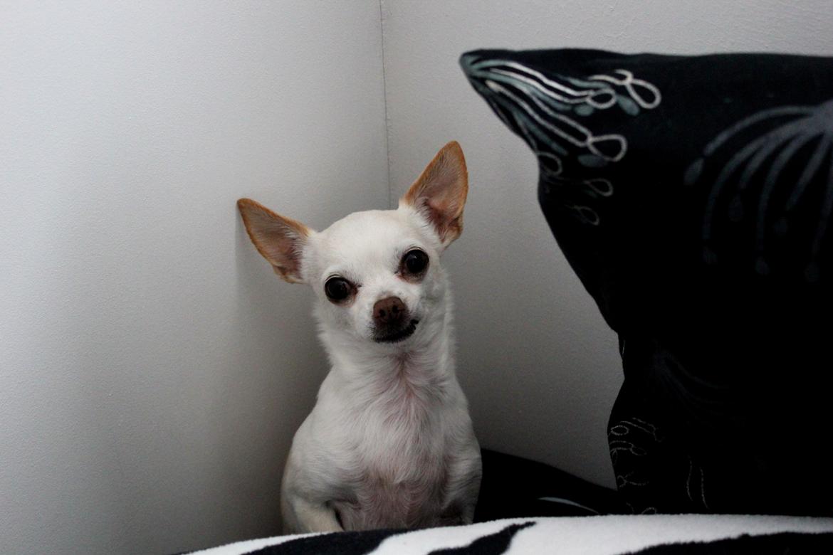 Chihuahua Gizmo billede 15