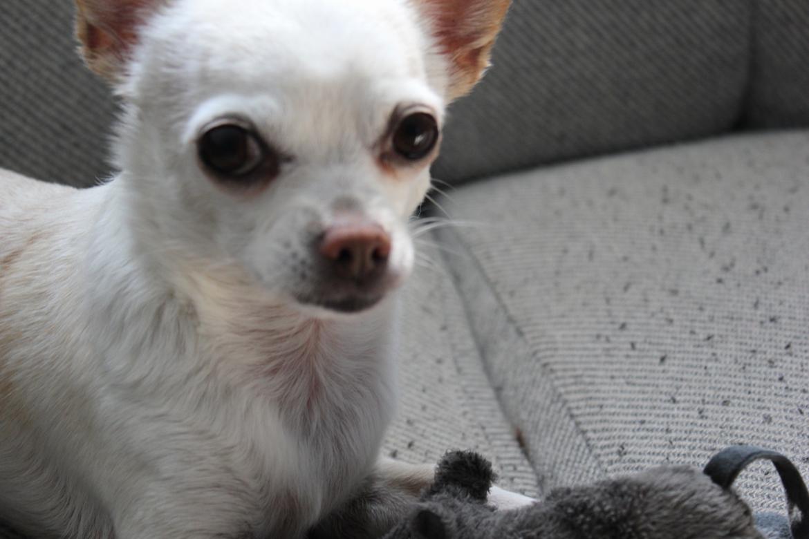 Chihuahua Gizmo billede 17