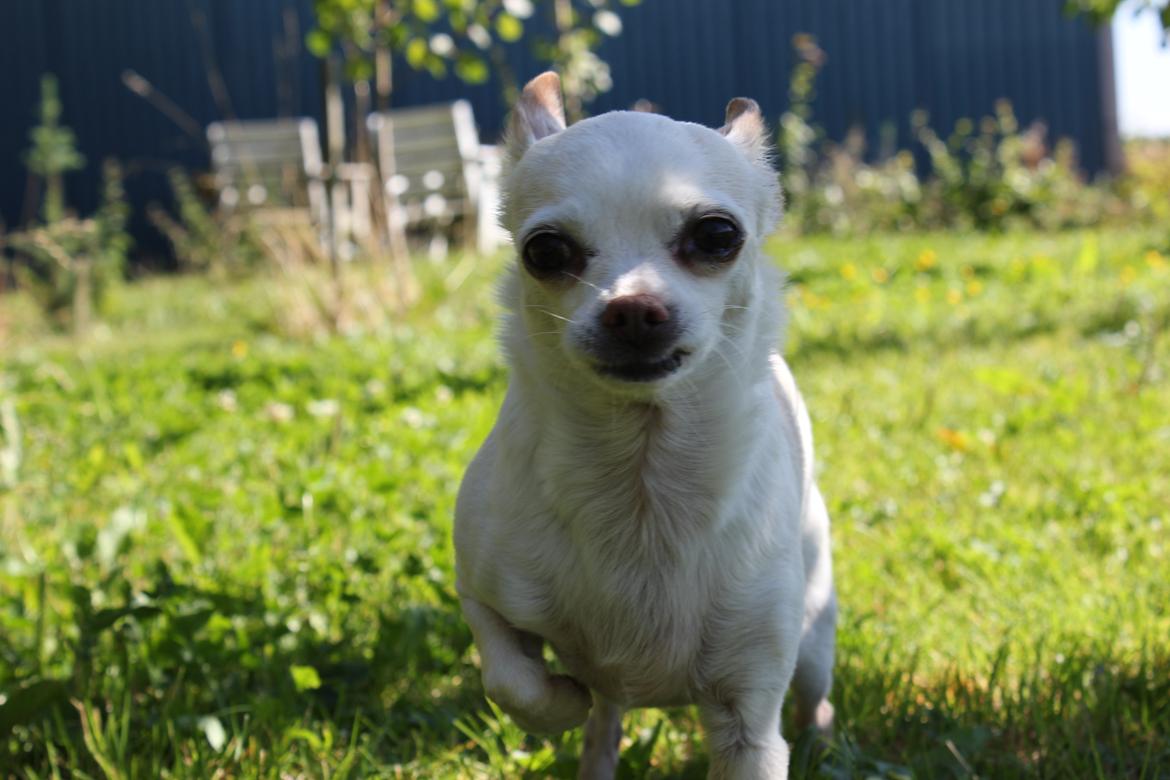 Chihuahua Gizmo billede 18