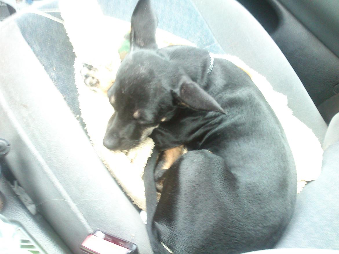 Blanding af racer Baby billede 5