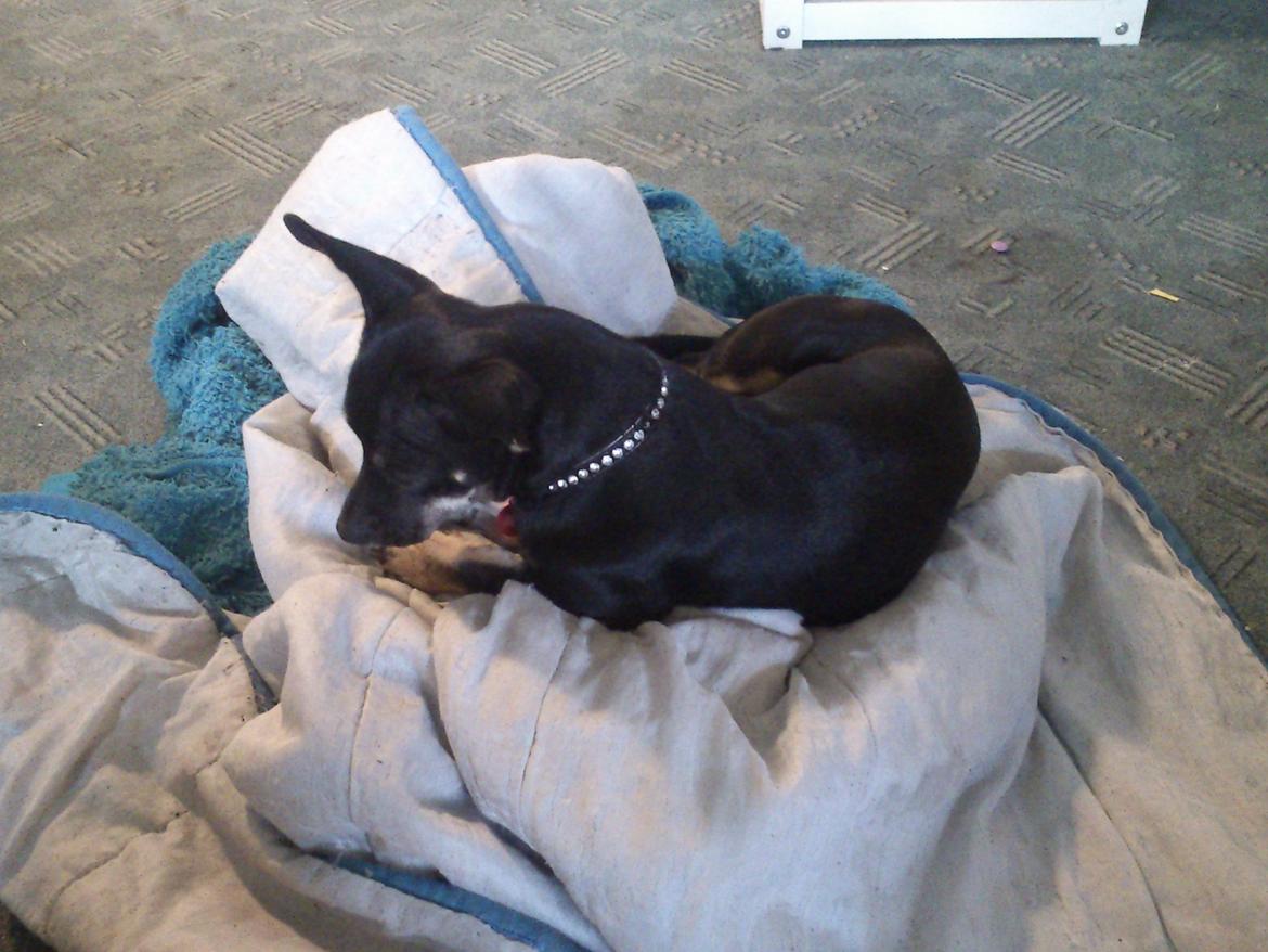 Blanding af racer Baby billede 7