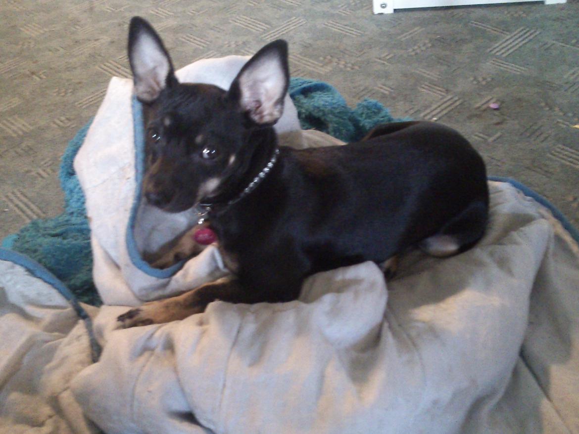 Blanding af racer Baby billede 8