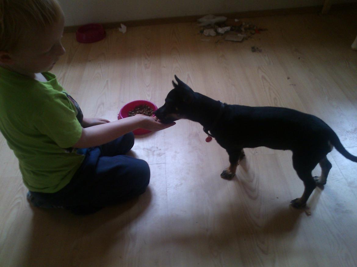 Blanding af racer Baby billede 9