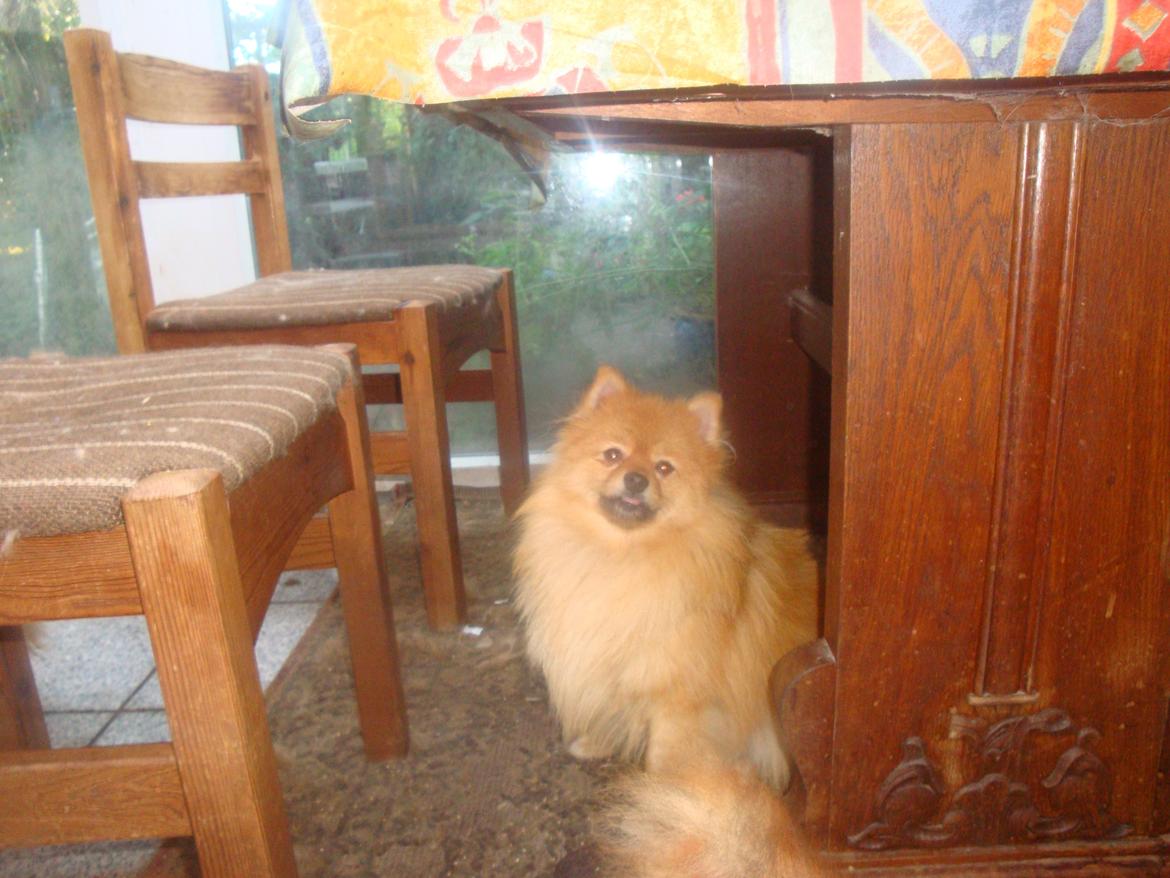 Pomeranian Mulle billede 19