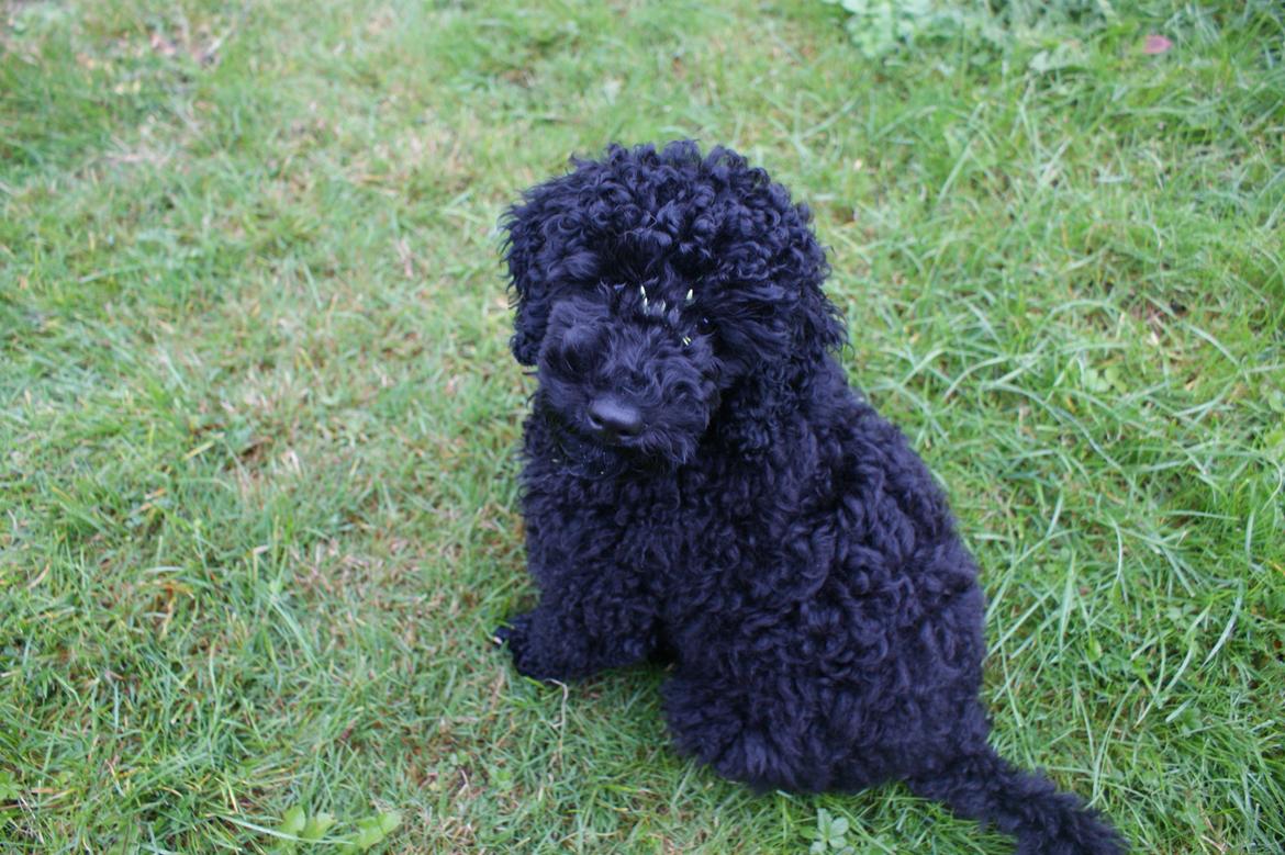 Mellempuddel Valde billede 1