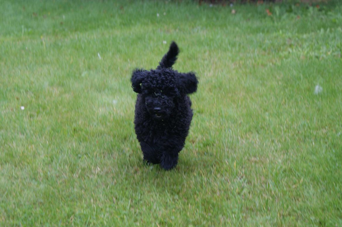 Mellempuddel Valde billede 2