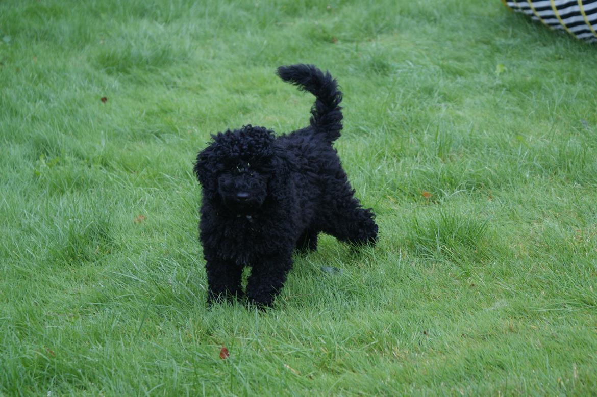 Mellempuddel Valde billede 3