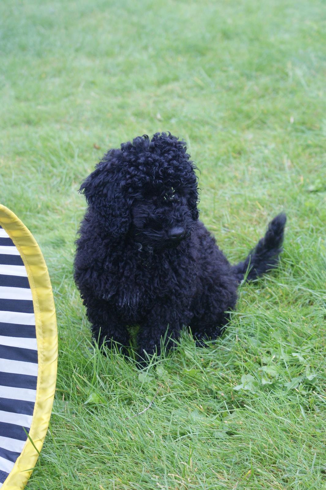 Mellempuddel Valde billede 4