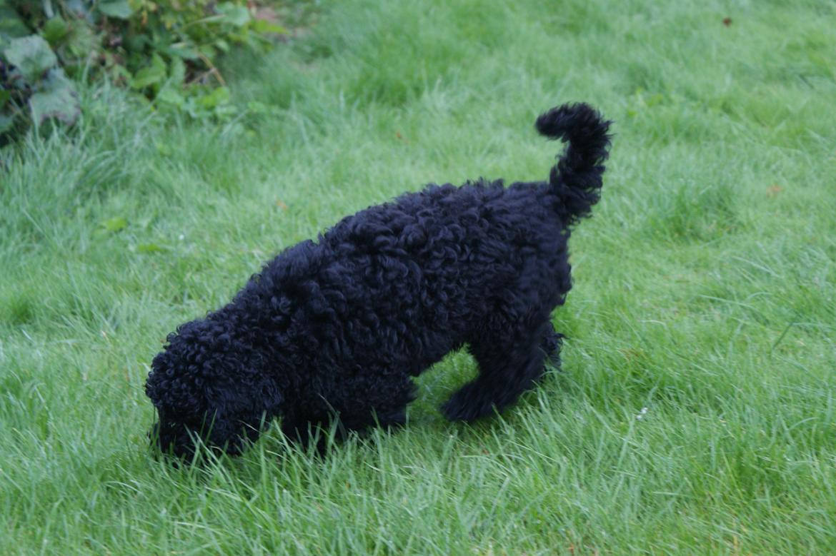 Mellempuddel Valde billede 5