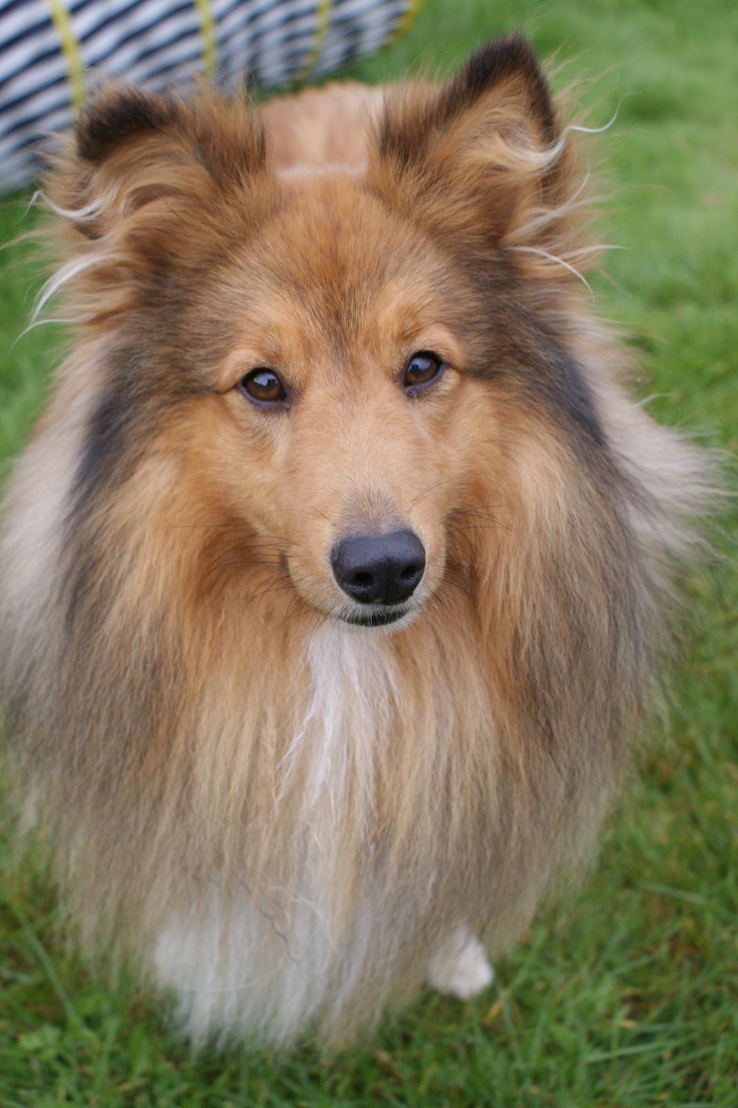 Shetland sheepdog Villy billede 7