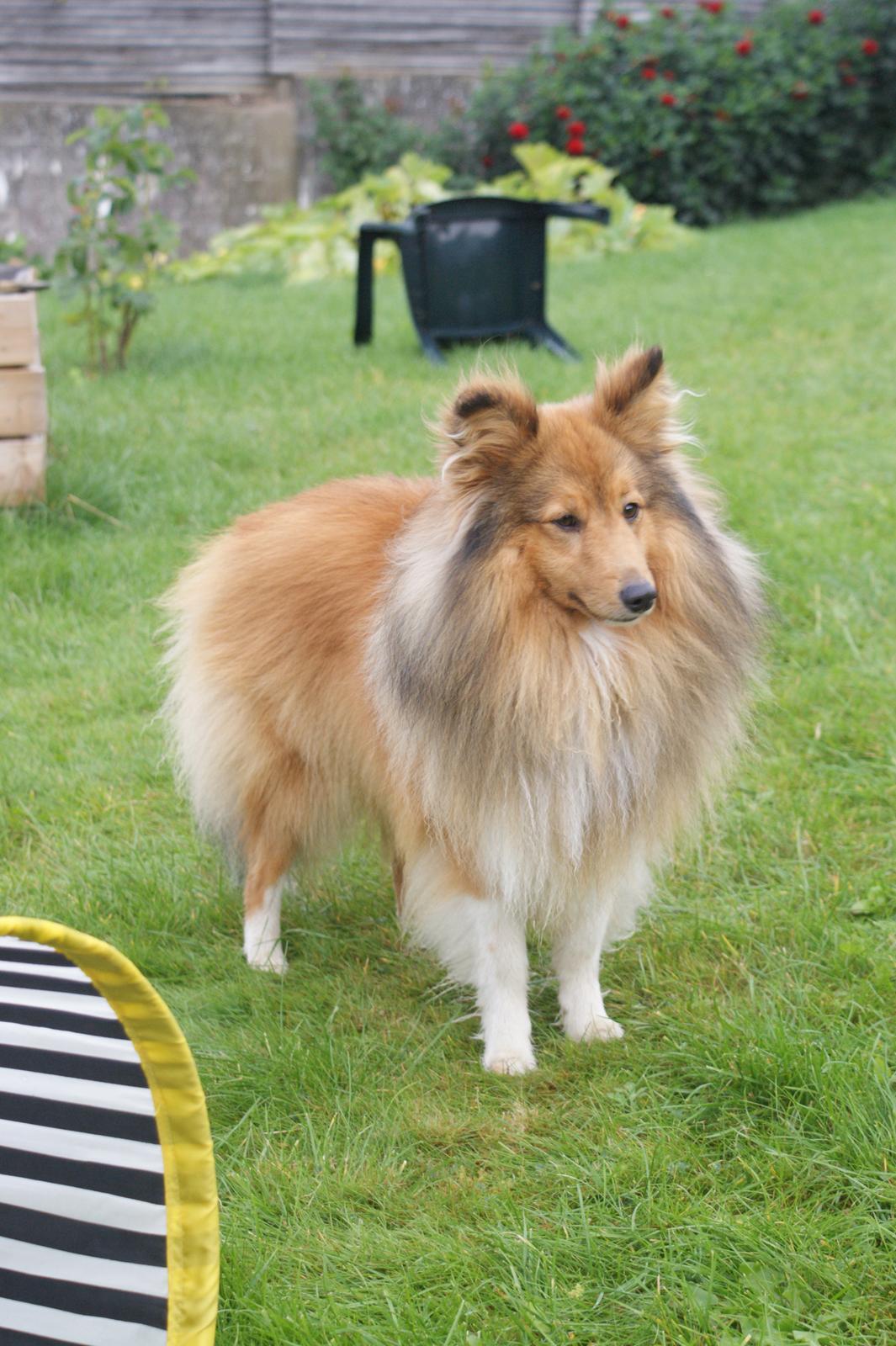 Shetland sheepdog Villy billede 8