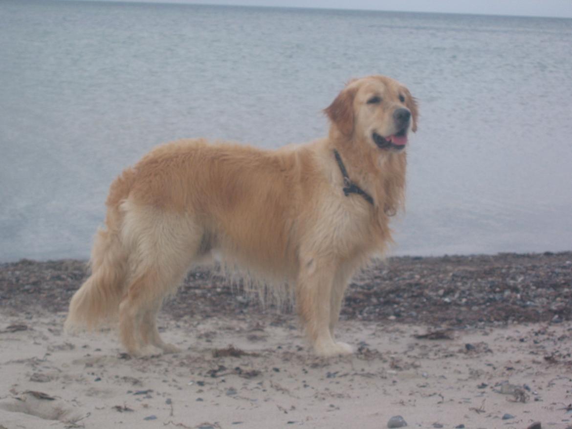 Golden retriever Valle billede 7