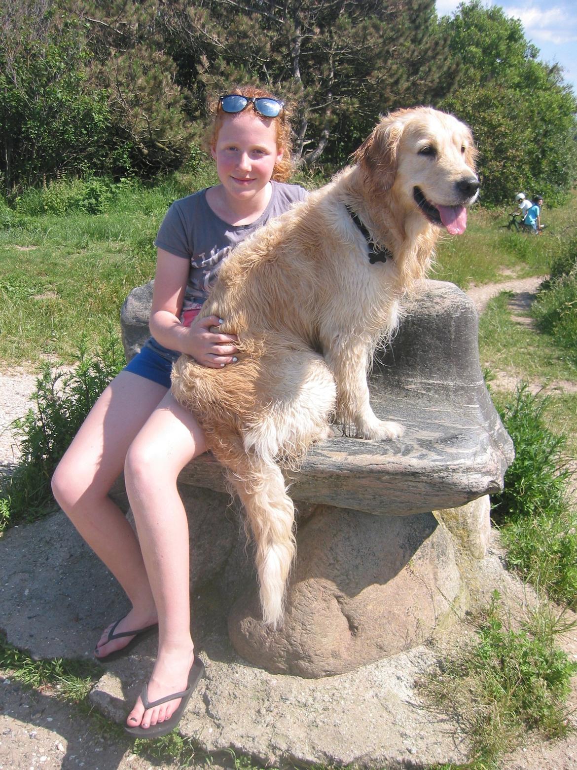 Golden retriever Valle billede 8