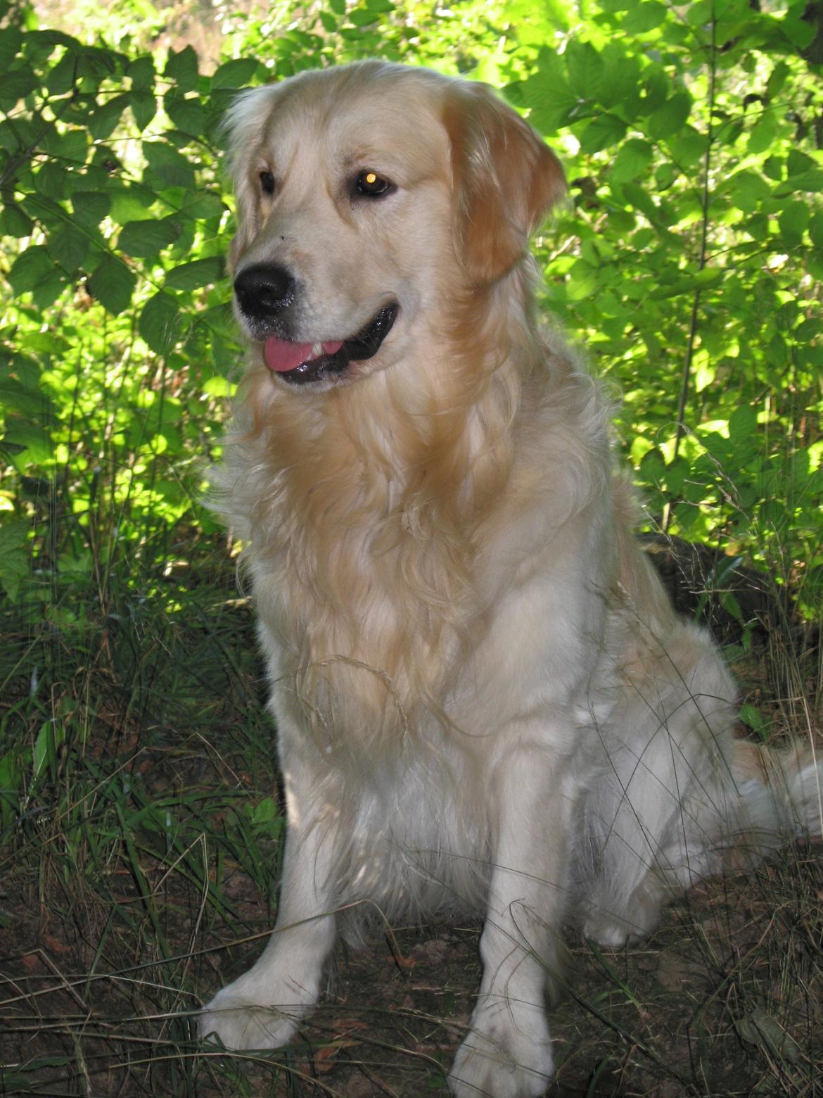 Golden retriever Valle billede 9