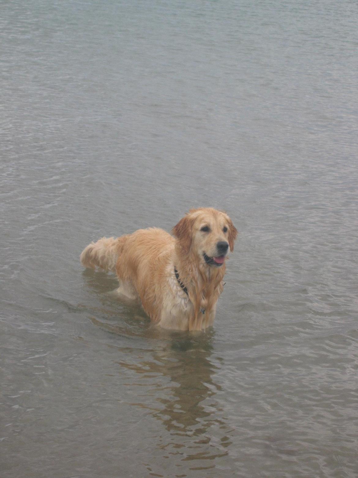 Golden retriever Valle billede 10
