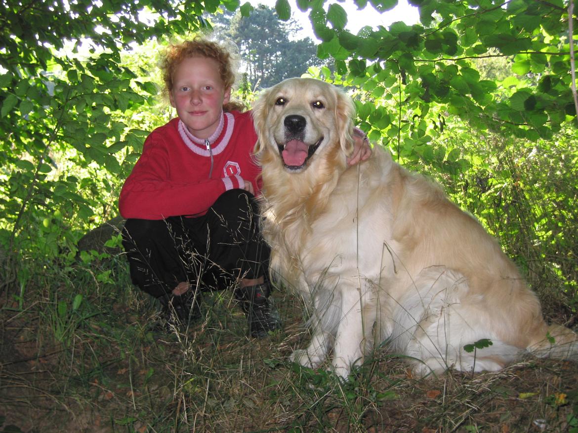 Golden retriever Valle billede 11