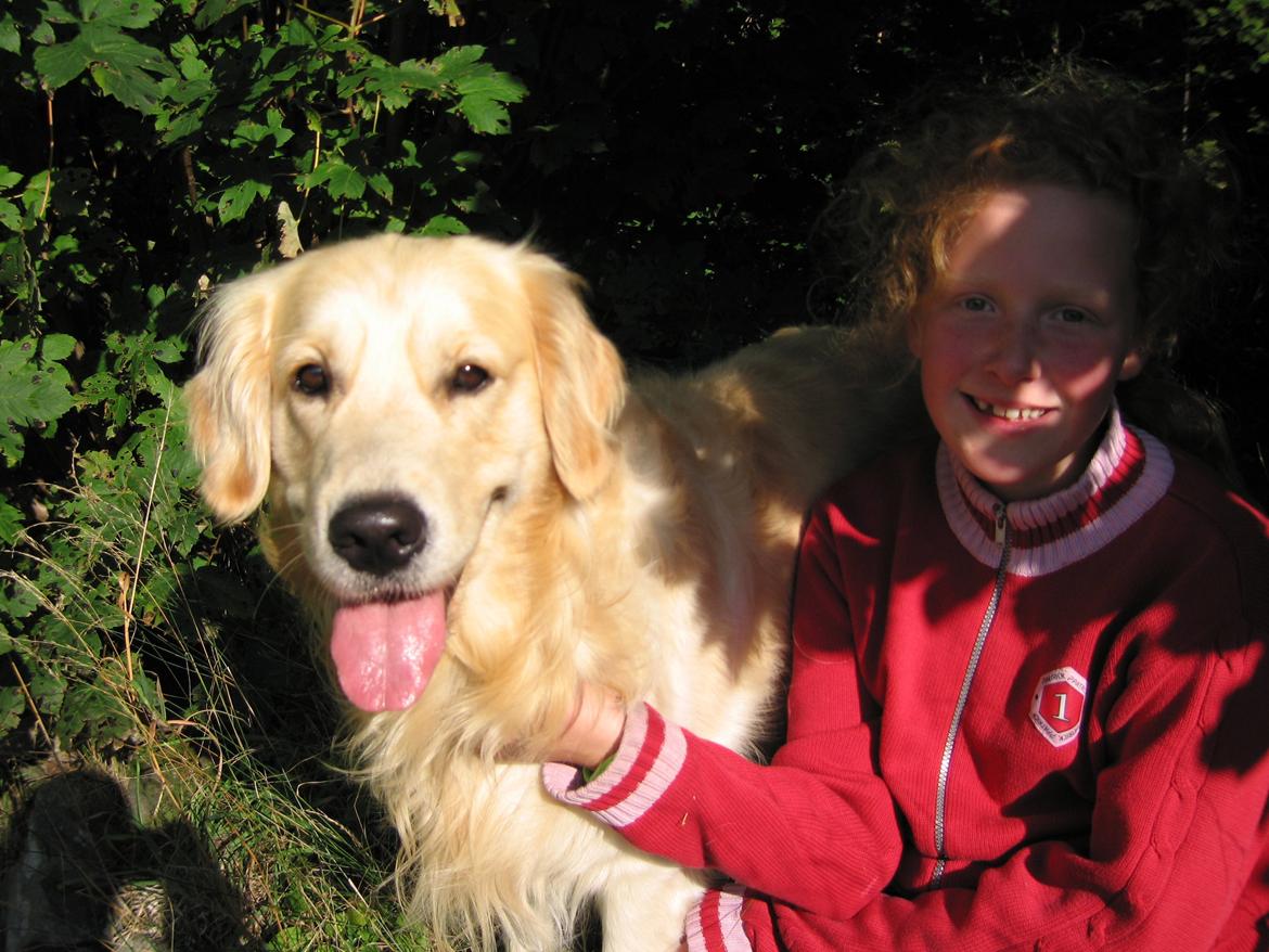 Golden retriever Valle billede 1