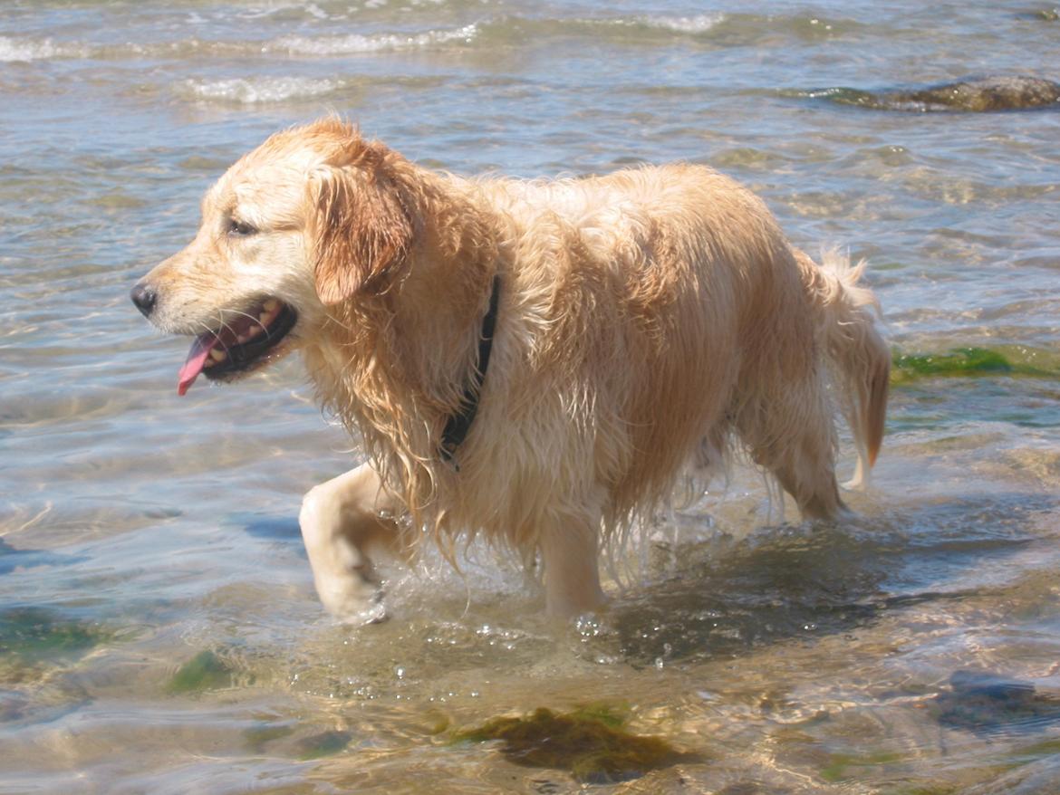 Golden retriever Valle billede 12