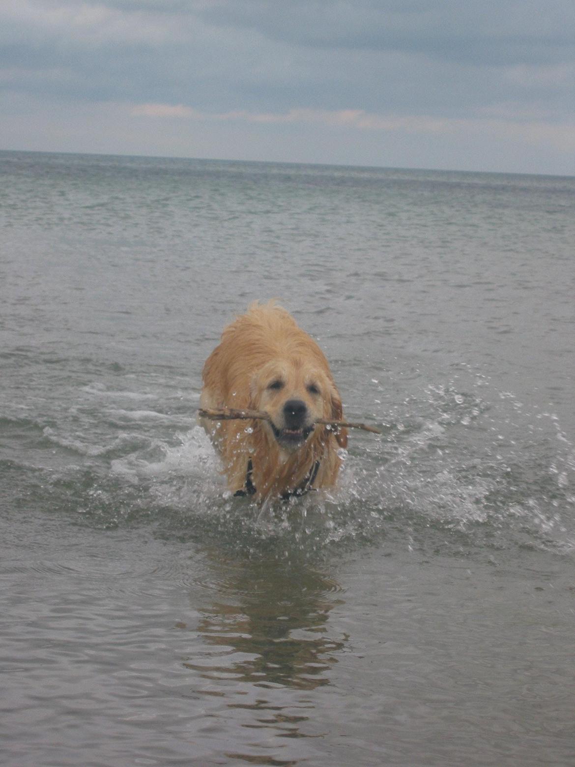 Golden retriever Valle billede 13