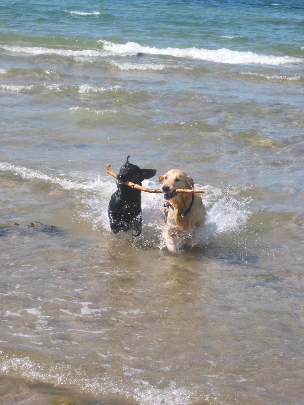 Golden retriever Valle billede 14