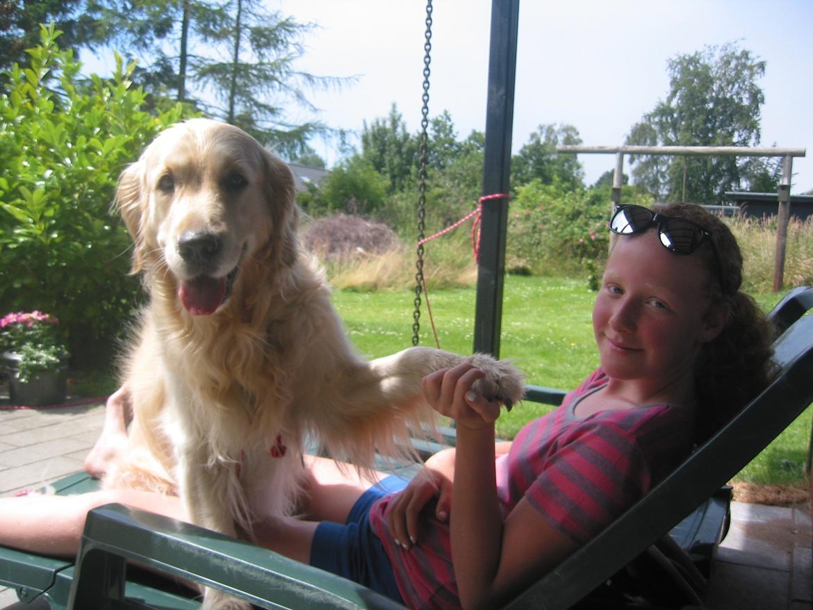 Golden retriever Valle billede 15