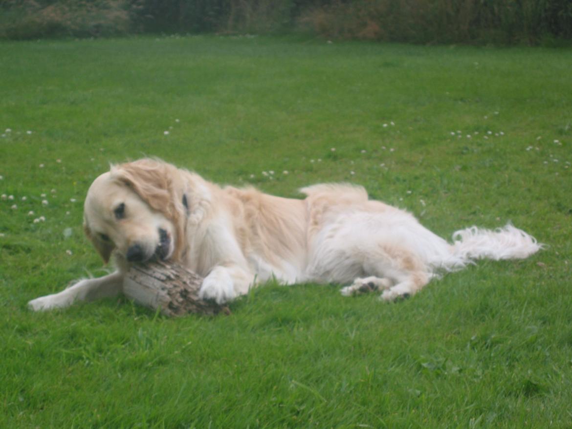 Golden retriever Valle billede 16