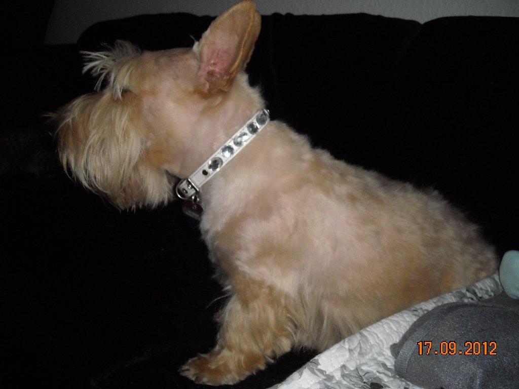 Skotsk terrier Ledagergård´s Gwen (Nancy) - Nytrimmet og smækker-lækker :-) billede 1