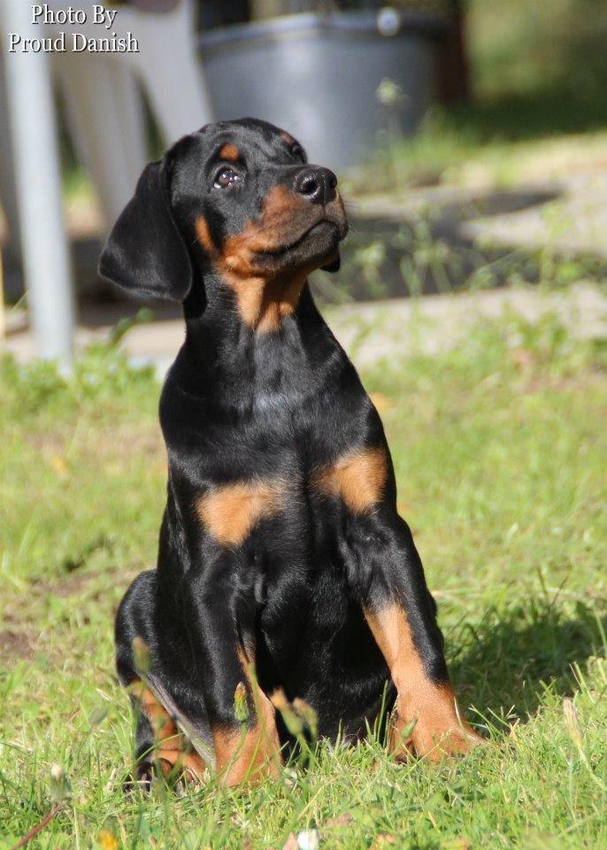 Dobermann Proud Danish Eye Of French Kiss - Elektra 8 uger, billede taget af Kristine W. Genning billede 16
