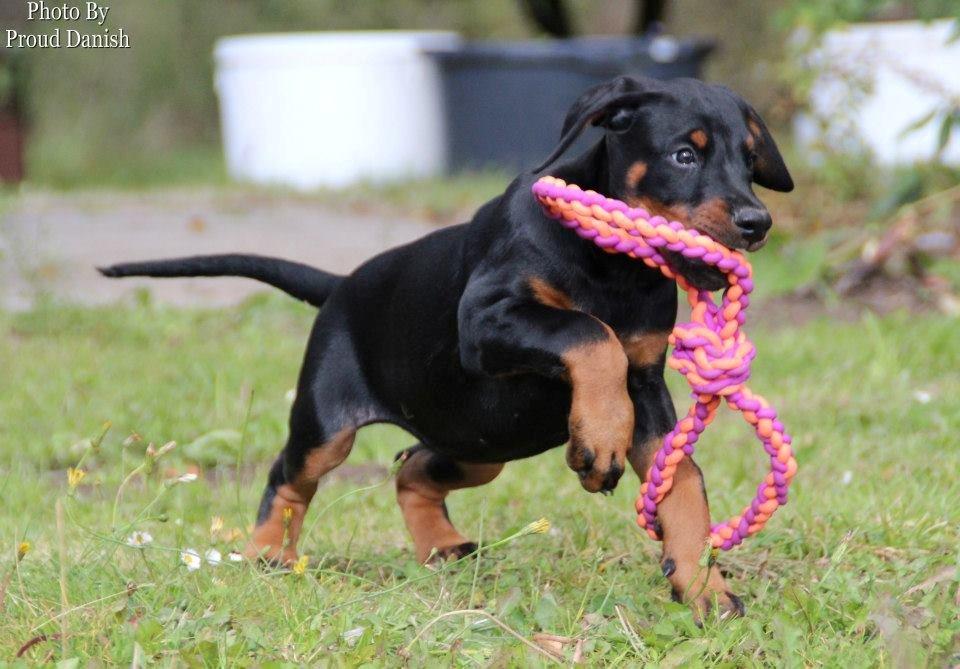 Dobermann Proud Danish Eye Of French Kiss - Elektra 8 uger, billede taget af Kristine W. Genning billede 18