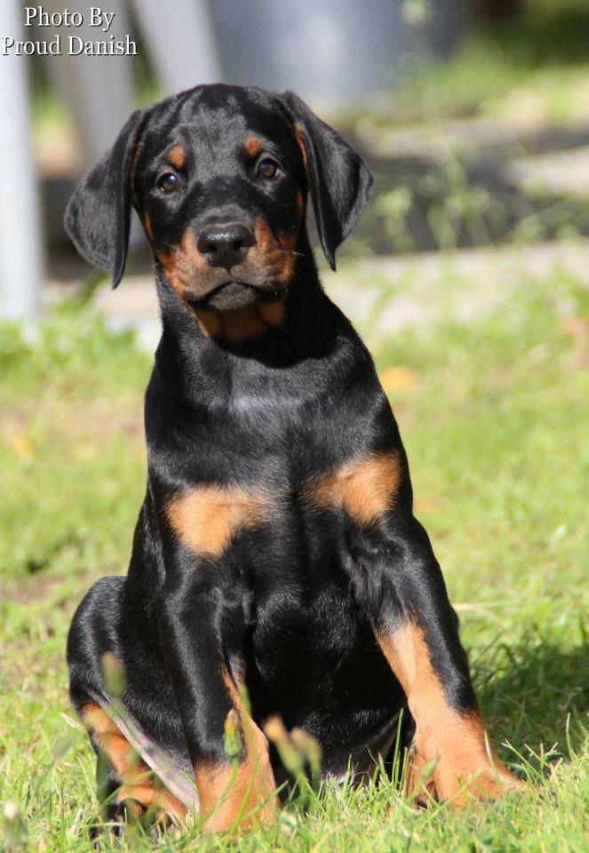 Dobermann Proud Danish Eye Of French Kiss - Elektra 8 uger, billede taget af Kristine W. Genning billede 17