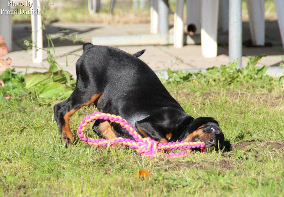 Dobermann Proud Danish Eye Of French Kiss - Elektra 8 uger, billede taget af Kristine W. Genning billede 19