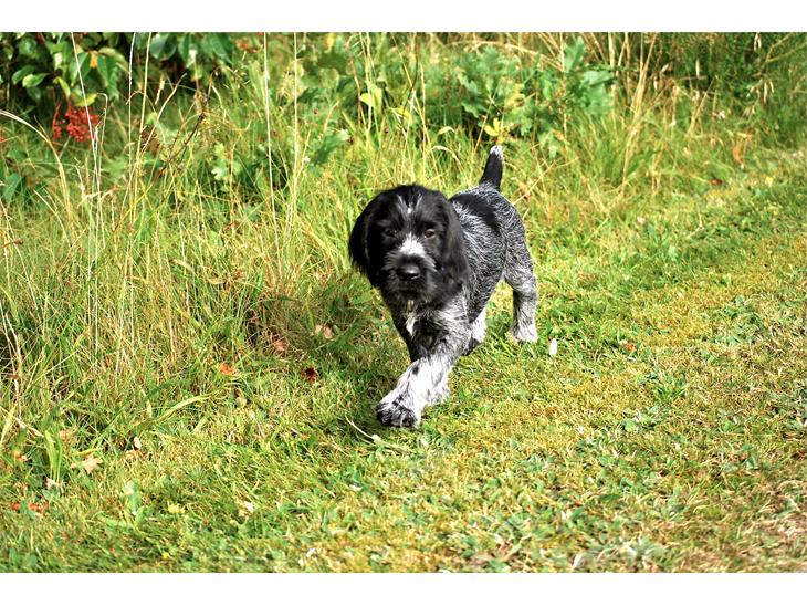 Ruhåret hønsehund Lille Skovbo´s Frandsen (Felix) billede 1