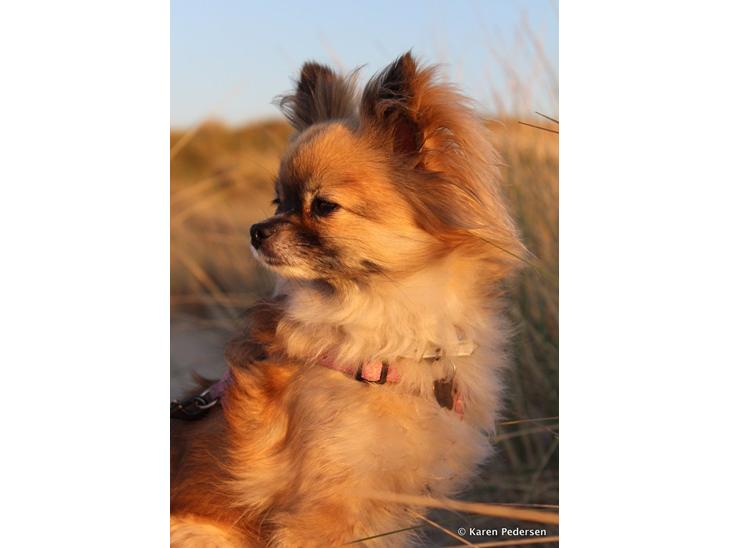 {{currentPhoto.altText}} billede {{currentPhoto.number}}