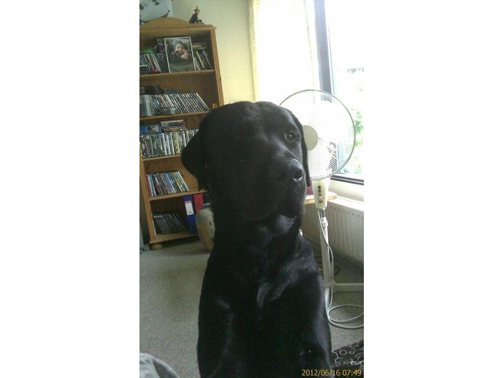 Labrador retriever Bamse. R.I.P. - Dejlige mig. billede 1