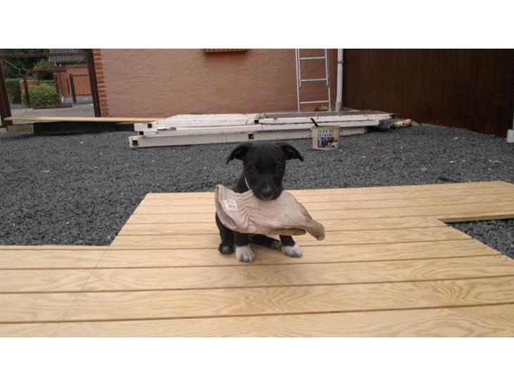 Blanding af racer Hr. Jensen  jack russel billede 1