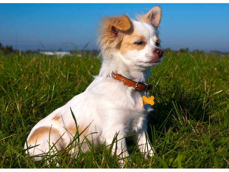 Chihuahua Luffe billede 1