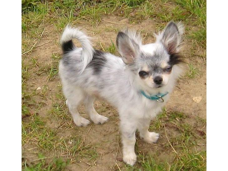 Chihuahua *Iceman* - Iceman 5 mdr. billede 1