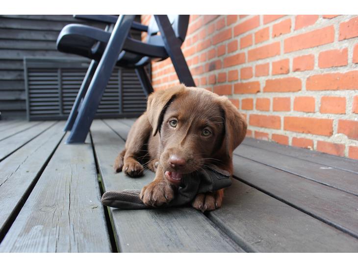 Labrador retriever Trille billede 1