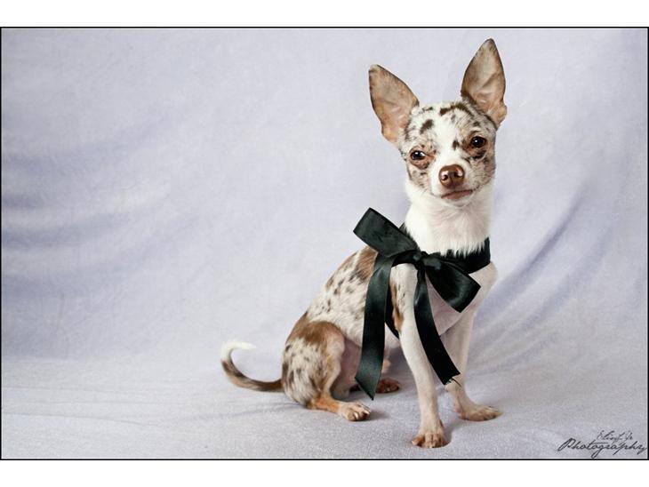 Chihuahua Mocha billede 1