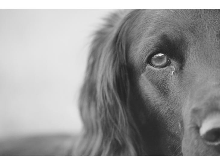 Cocker spaniel Siva <3 *Putte* billede 1