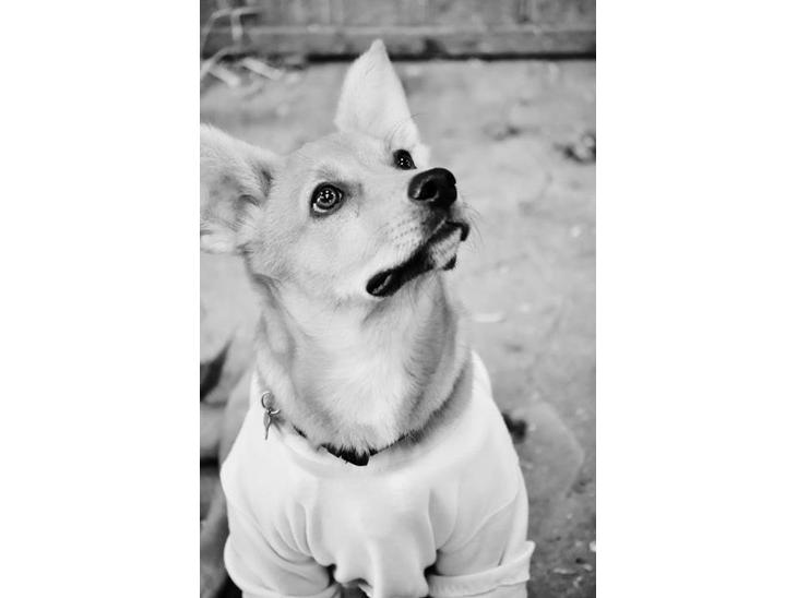 Blanding af racer Bailey - model billede ;)
>maria monberg madsen< billede 1