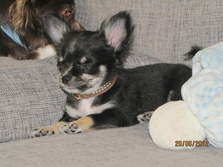 {{currentPhoto.altText}} billede {{currentPhoto.number}}