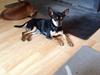 Blanding af racer Barbie/Baby Mors pige [Tidl. hund]