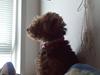 Welsh terrier Chita