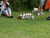 Basset hound Fred