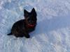Cairn terrier Sille